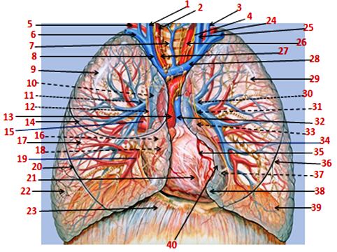 Εικόνα (σχέδιο) ανατομίας θώρακα, μεσοθωρακίου, καρδιάς και πνευμόνων