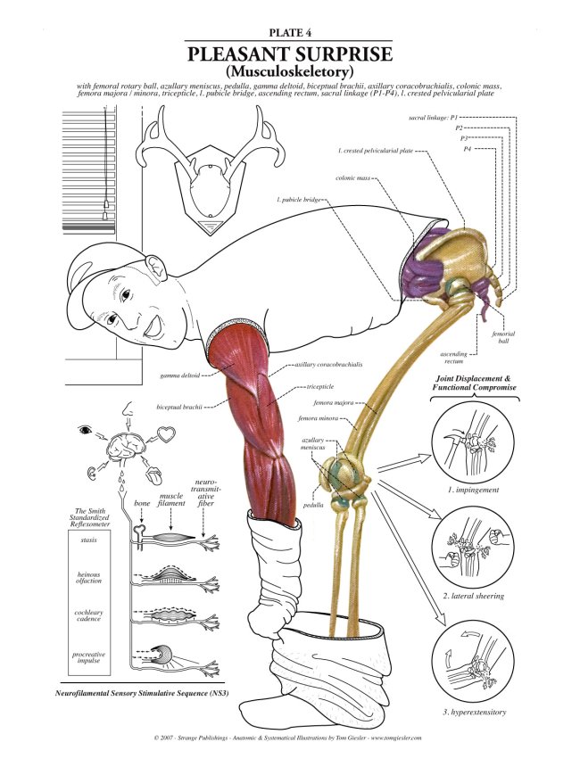 anatomia, humana, musculo, esqueleto, hueso