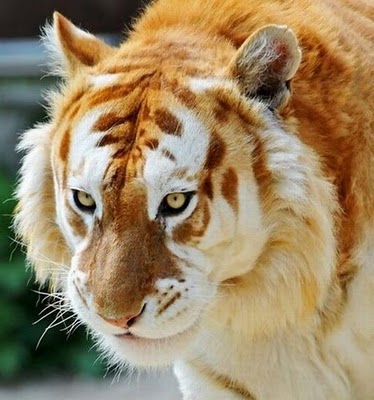 BEAUTIFUL GOLDEN TABBY TIGER