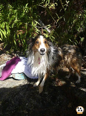 Dog´s Trekking 5 (162_1) (121)