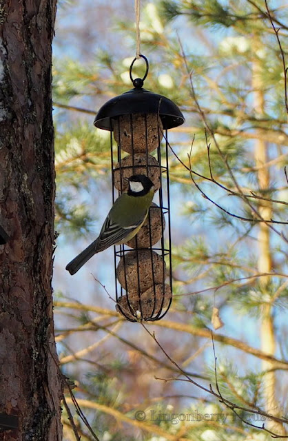 lingonberryhouse, tit, linnut, birds, lintit