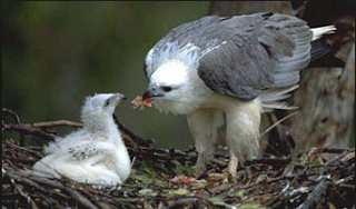  Sewaktu kami sedang asik mengobrol di halaman depan rumah kami Bagaimana cara : Anak Burung Bertahanlah..