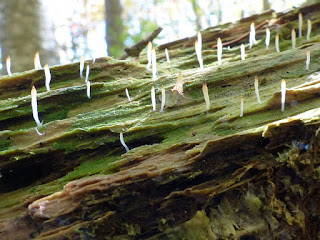 Multiclavula mucida - Clavaire visqueuse