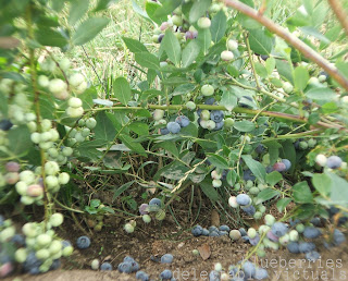 easy coffee cake recipe blueberries berry picking children's activities