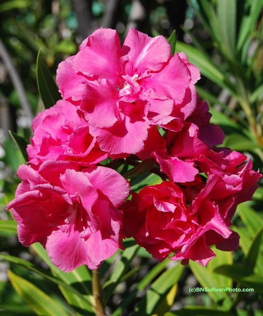 Oleander (Nerium oleander)