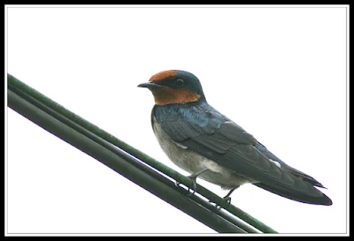 Burung Layang-layang Pacific Swallow