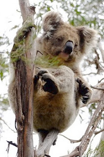 Koala (コアラ)