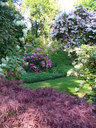 Hidden away in St. Paul, it's a rhododendron and azalea wonderland in a . (king george )