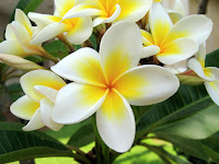 Kamboja (Plumeria acuminata Ait.)