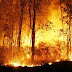 Areal Pohon Jati Perhutani Seluas 1,2 Hektare Terbakar, Tak Ada Korban Jiwa