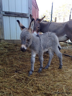 Donkey milk is a superior nutrient dense food!