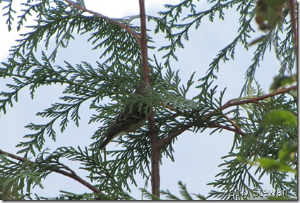 Ruby-crowned Kinglet