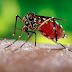 5 Effective Ways to Control Mosquitoes