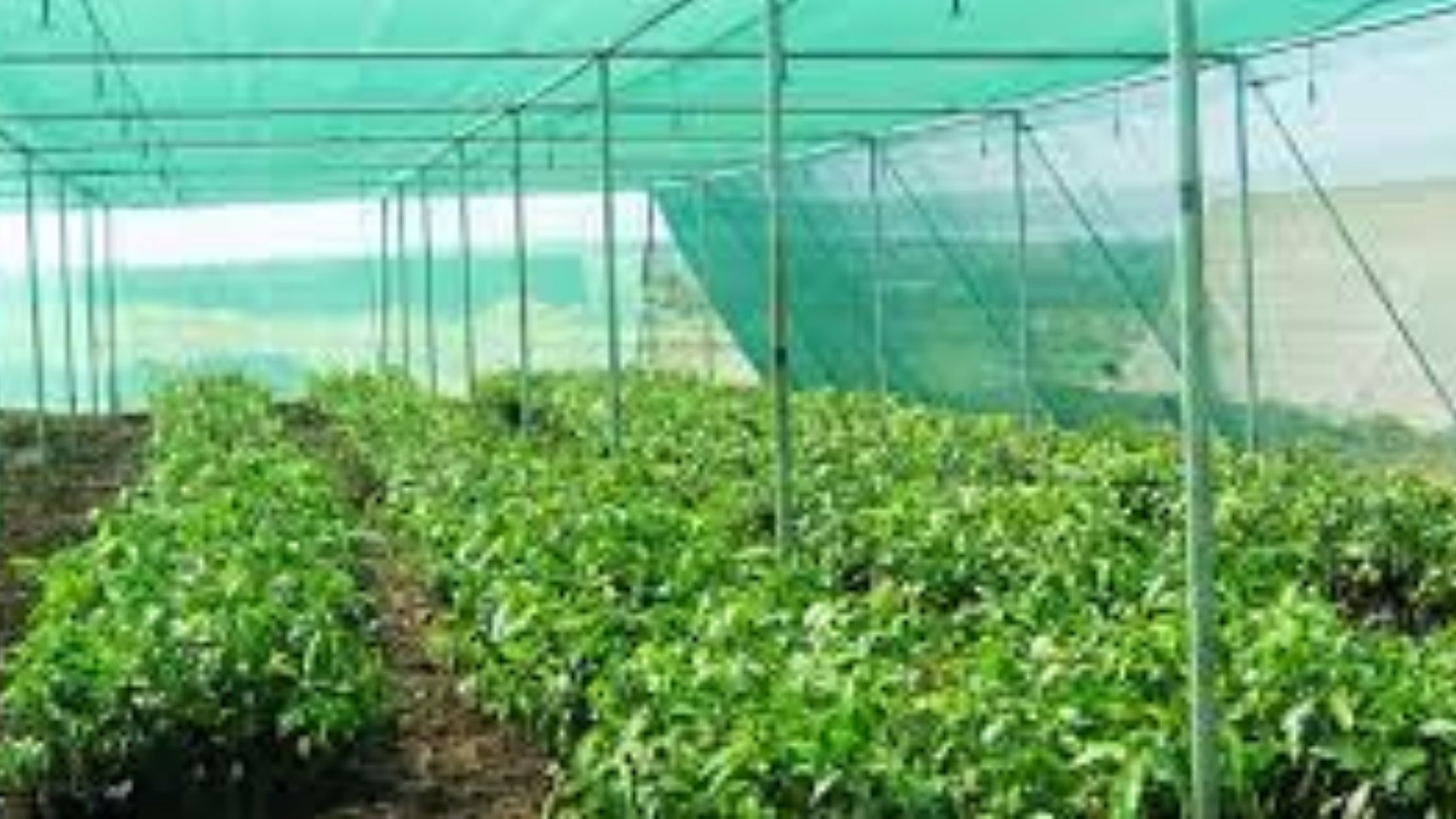 ग्रीनहाउस खेती क्या है? यहां जानें ग्रीनहाउस खेती के लाभ | Greenhouse Farming in Hindi