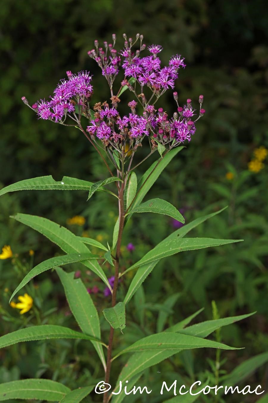 Image of Late ironweed (Vernonia walteri) free to use