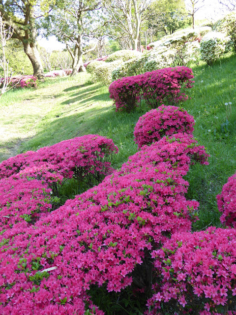 山田池公園 ツツジの丘（花木園）