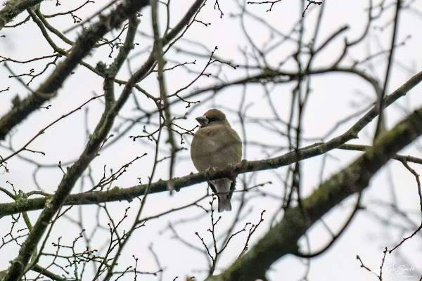 Hawfinch