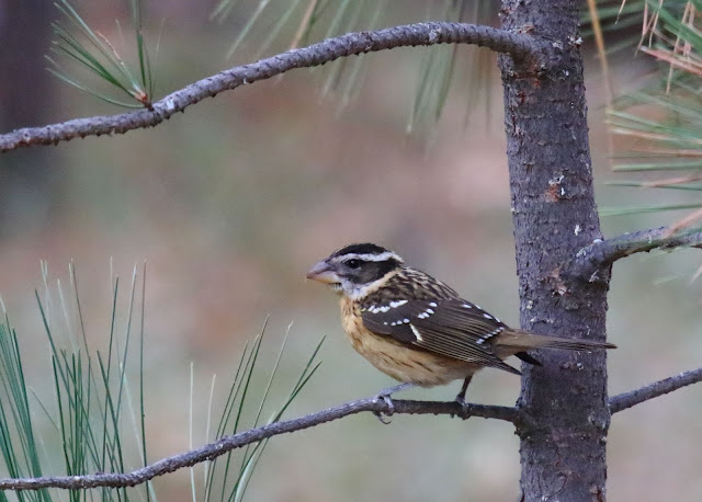 Black-headed Grosbeak