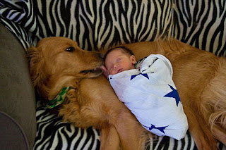 Funny Dog And Baby Kissing