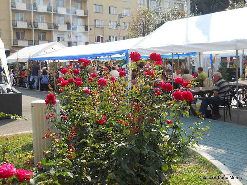 Festivalul vinului la Tirgu Mures