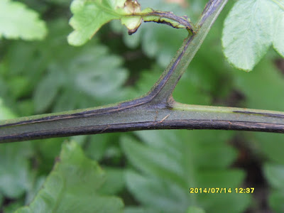 綠葉雙蓋蕨葉軸及羽軸的溝