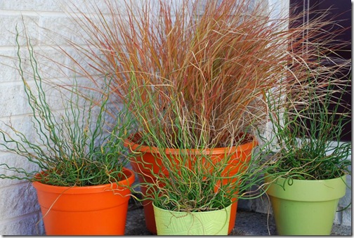grasses porch