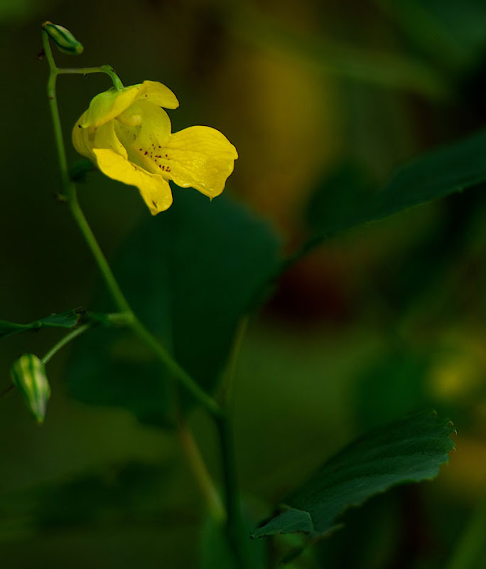 Touch-me-not is an annual. It disperses its seed through a neat mechanism. When the seed pods dry, with the slightest touch, the pods burst open and spray seeds everywhere!