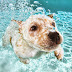 Photographer Captures What Happens Underwater When Our Puppies Take A Bath!