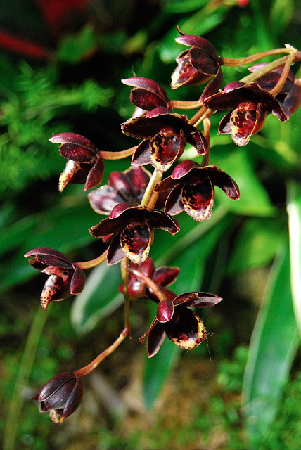 Cascading blooms of Fredclarkeara After Dark