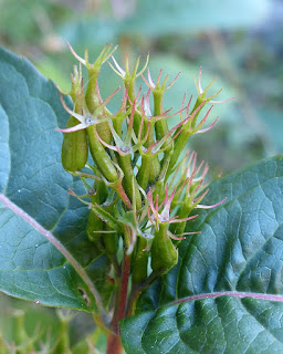 Diervillée chèvrefeuille - Diervilla lonicera - Diervillée du Canada