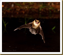 untitled Little Brown Bat_ROT5821 September 18, 2011 NIKON D3S