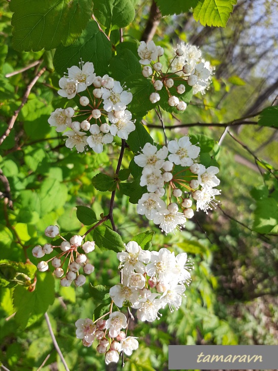 Смотрите также тему:  Спирея уссурийская / Таволга уссурийская (Spiraea ussuriensis)