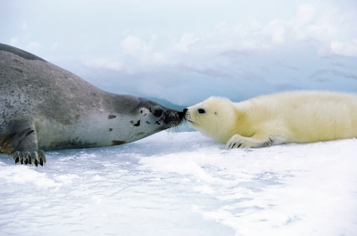 Baby Harp Seal Pictures on Harp Seal Mom And Baby Png