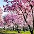 Japanese Nationals Donated Cherry Blossom Seedlings In Baguio City