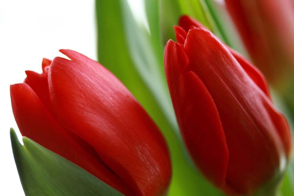 to a red tulip plant (he