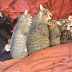 Cat Chat