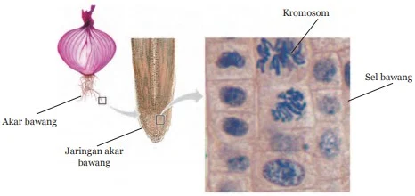 Kromosom dapat Terlihat pada Sel-sel Akar Bawang yang Mengalami Pembelahan