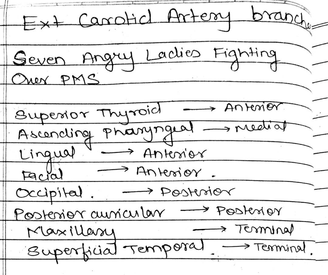Medicowesome: External Carotid Artery branches mnemonic