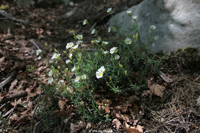 Cistus umbellatus Hélianthème en ombelle, Cuvier, Fontainebleau (C) Greg Clouzeau