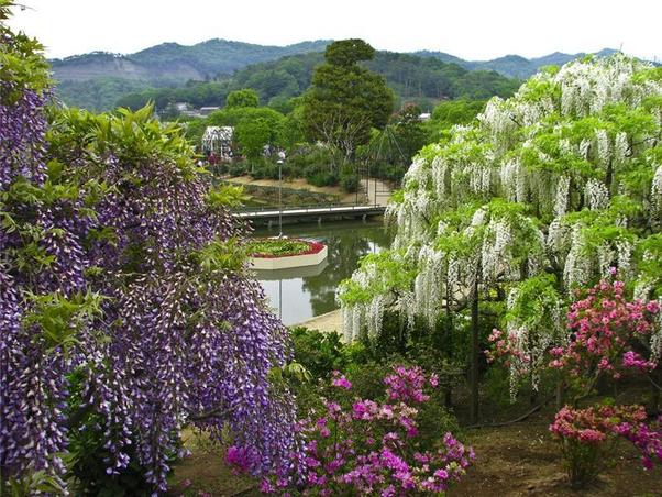 Flowering Waterfall Wisteria in Japan