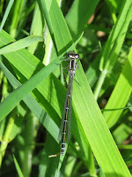 Azure Damselfly