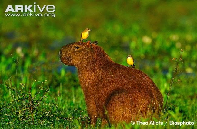 fauna of Argentina Capybara