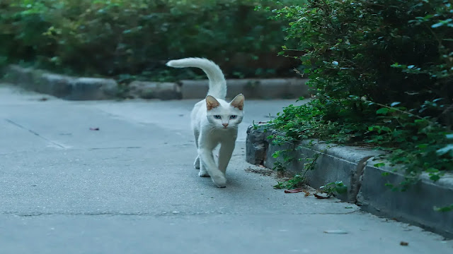 Cat Swishing Tail