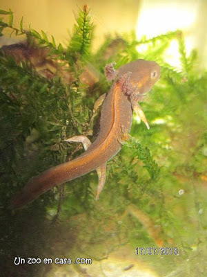 Tylototriton verrucosus en un acuario