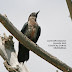 Lewis's Woodpecker juvenile still pics