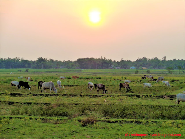 village-scenary