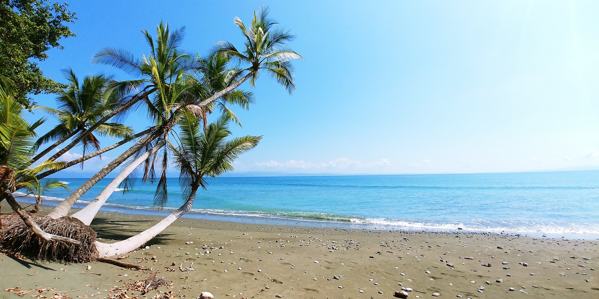 Costa Rica Plant Beach