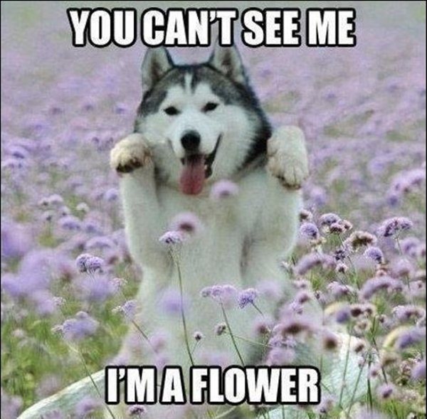 30 Funny animal captions  part 8, funny animal meme, animal pictures 