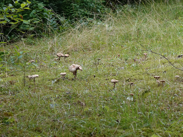 鳥取県道314号赤松大山線　鳥取県西伯郡大山町明間　別荘地