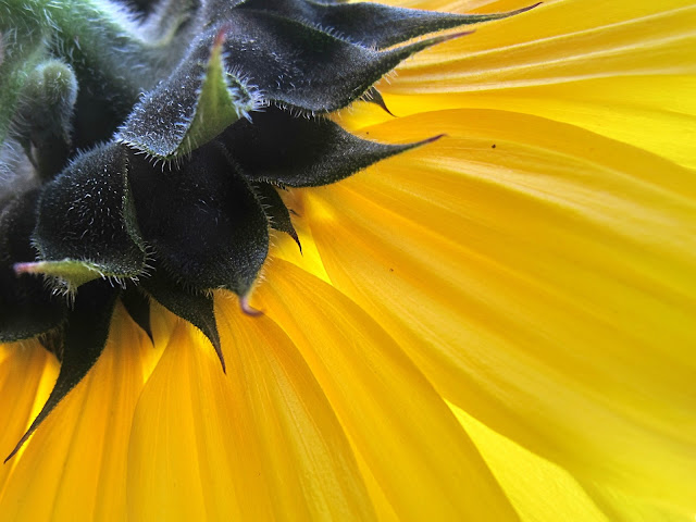 In mijn tuin: zonnebloemen